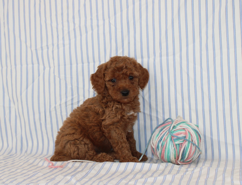puppy, for, sale, Mini F1B Golden Doodle, Matthew B. Stoltzfus, dog, breeder, Gap, PA, dog-breeder, puppy-for-sale, forsale, nearby, find, puppyfind, locator, puppylocator, aca